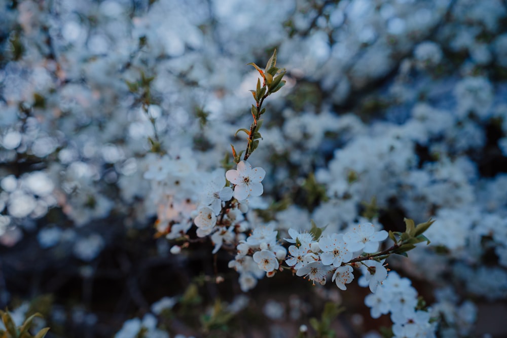 白い花を咲かせる木の接写