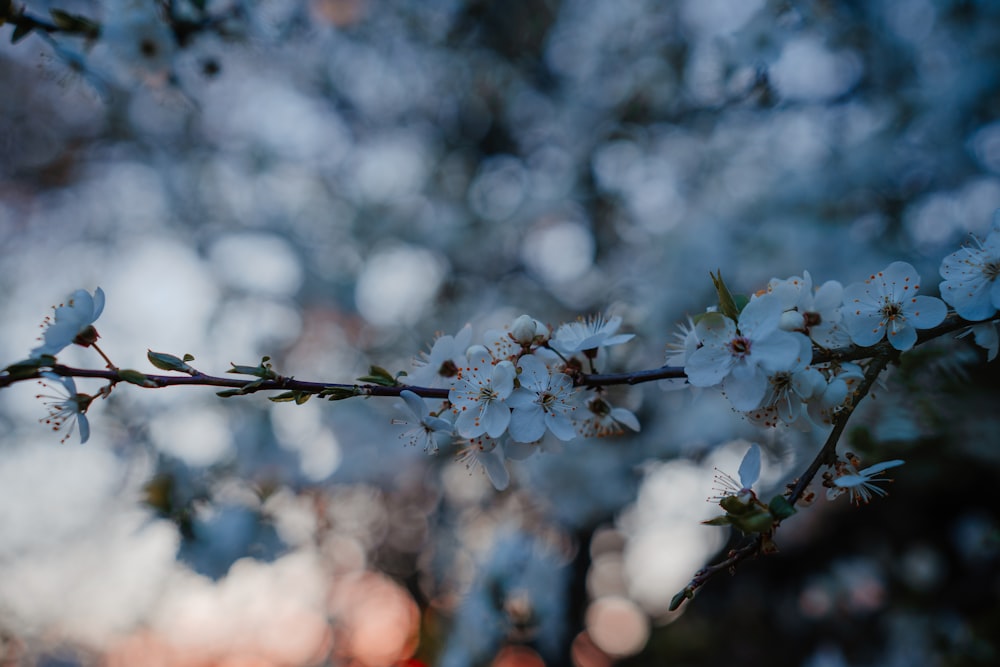 ein Zweig eines Baumes mit weißen Blüten