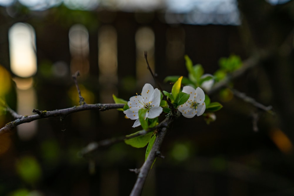 ein Zweig eines Baumes mit weißen Blüten