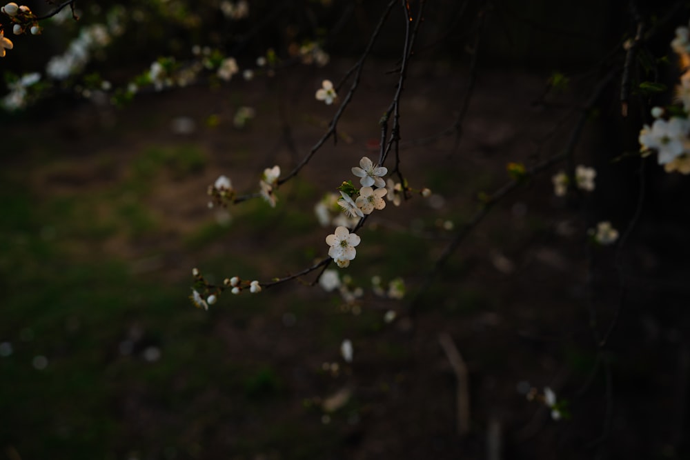 uma árvore com flores brancas no escuro