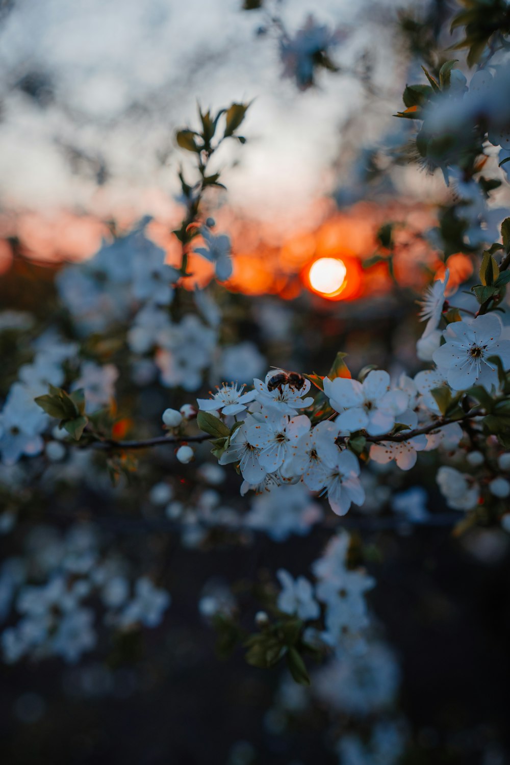 太陽は花の咲く木の後ろに沈んでいます