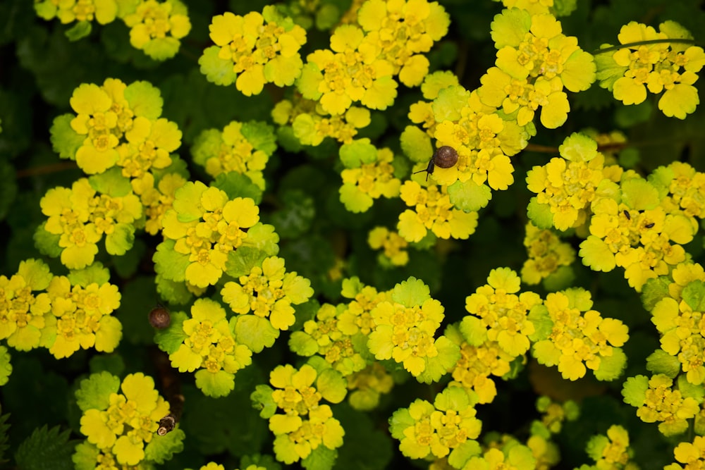 a close up of a bunch of yellow flowers