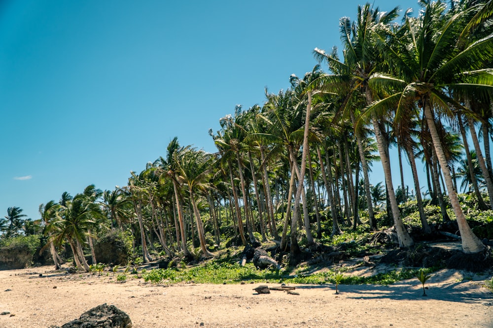 a sandy beach with palm trees on a sunny day