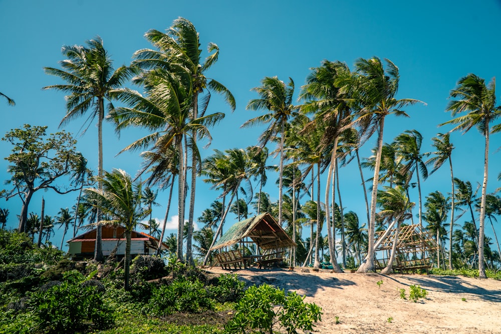 palm trees blowing in the wind on a beach