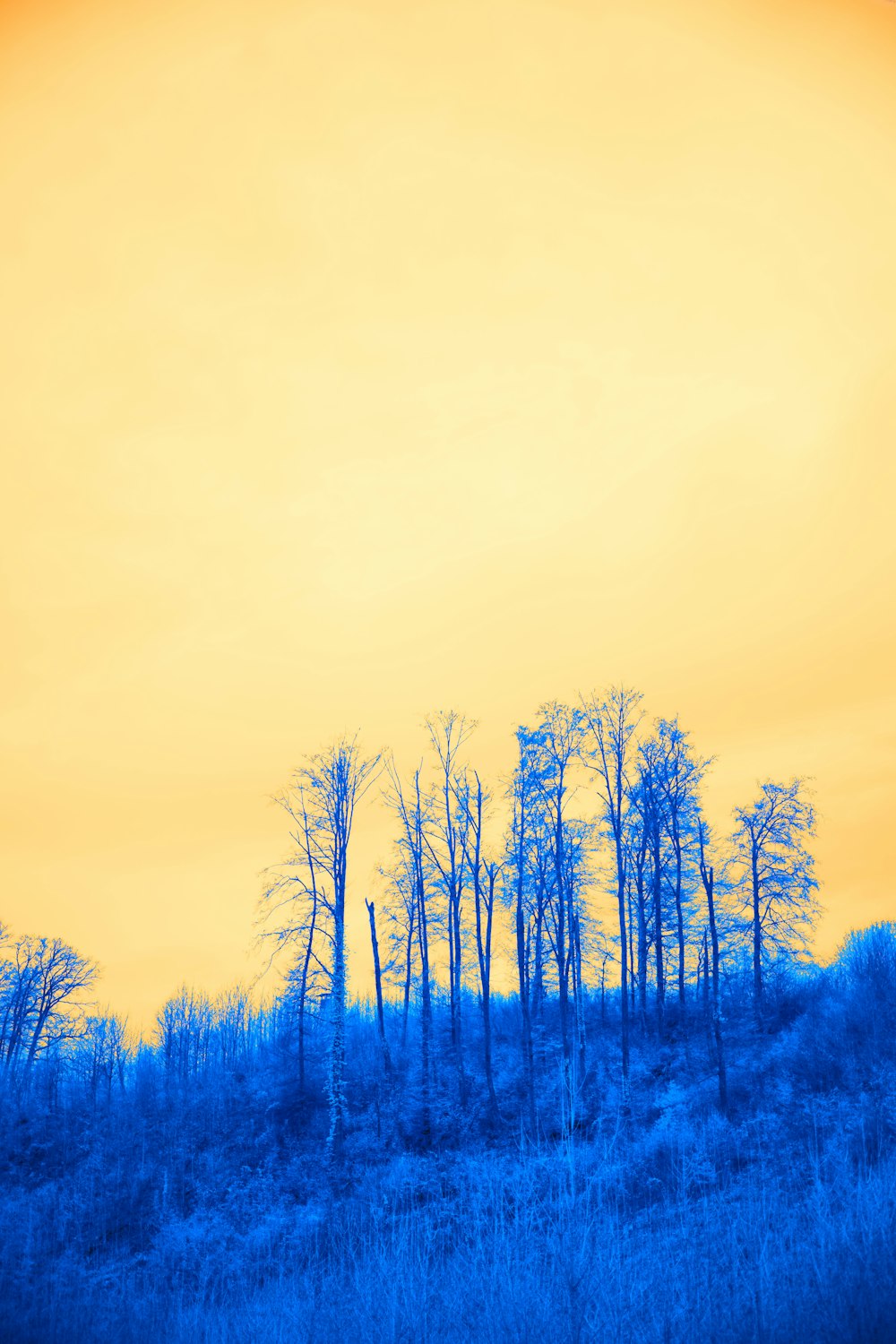 a blue and yellow sky with trees in the foreground