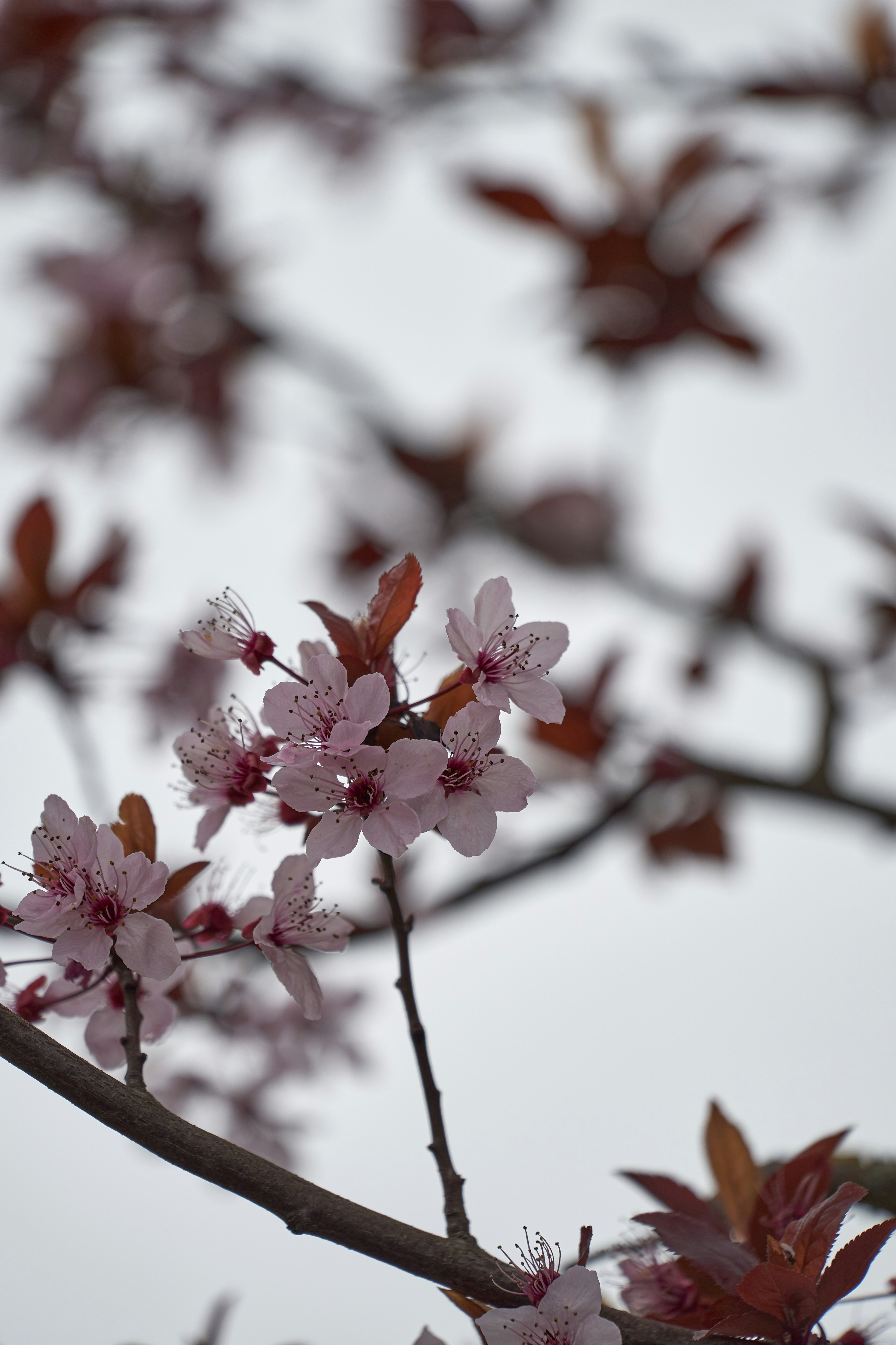 Photo by wolfgang_hasselmann