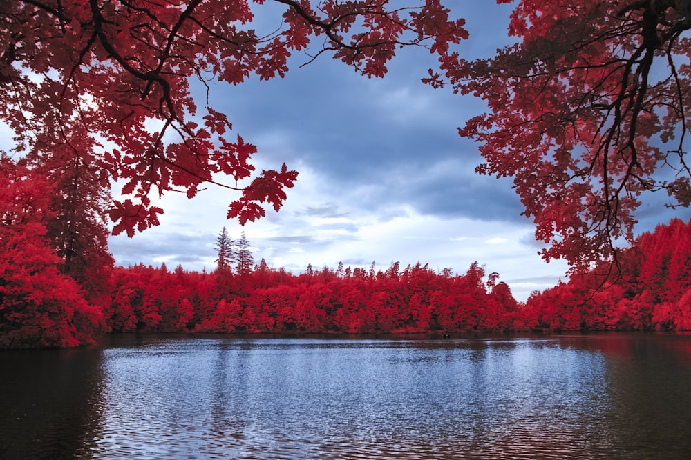 a lake surrounded by trees with red leaves