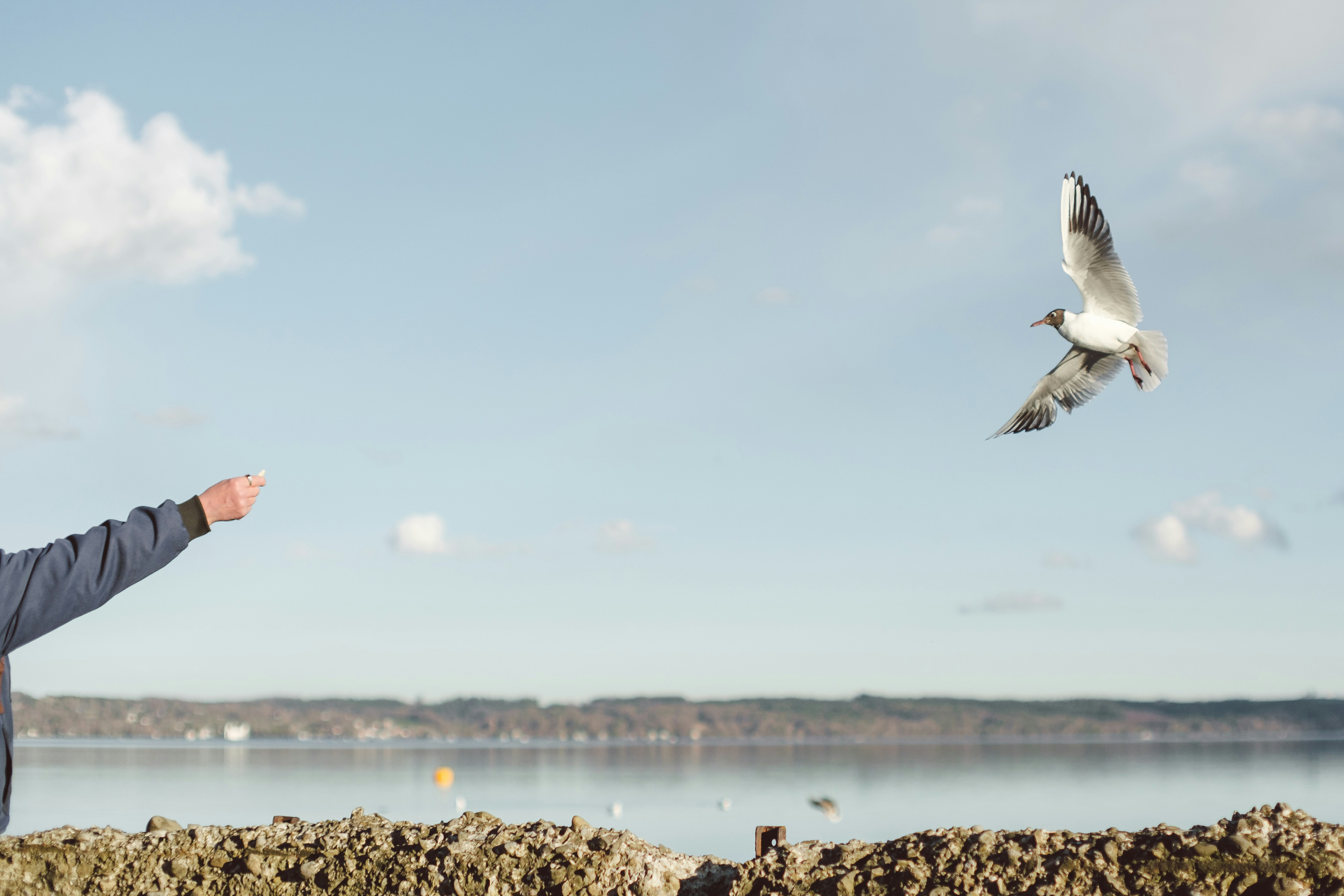 How to Teach a Bird to Come When Called: Expert Avian Training Guide