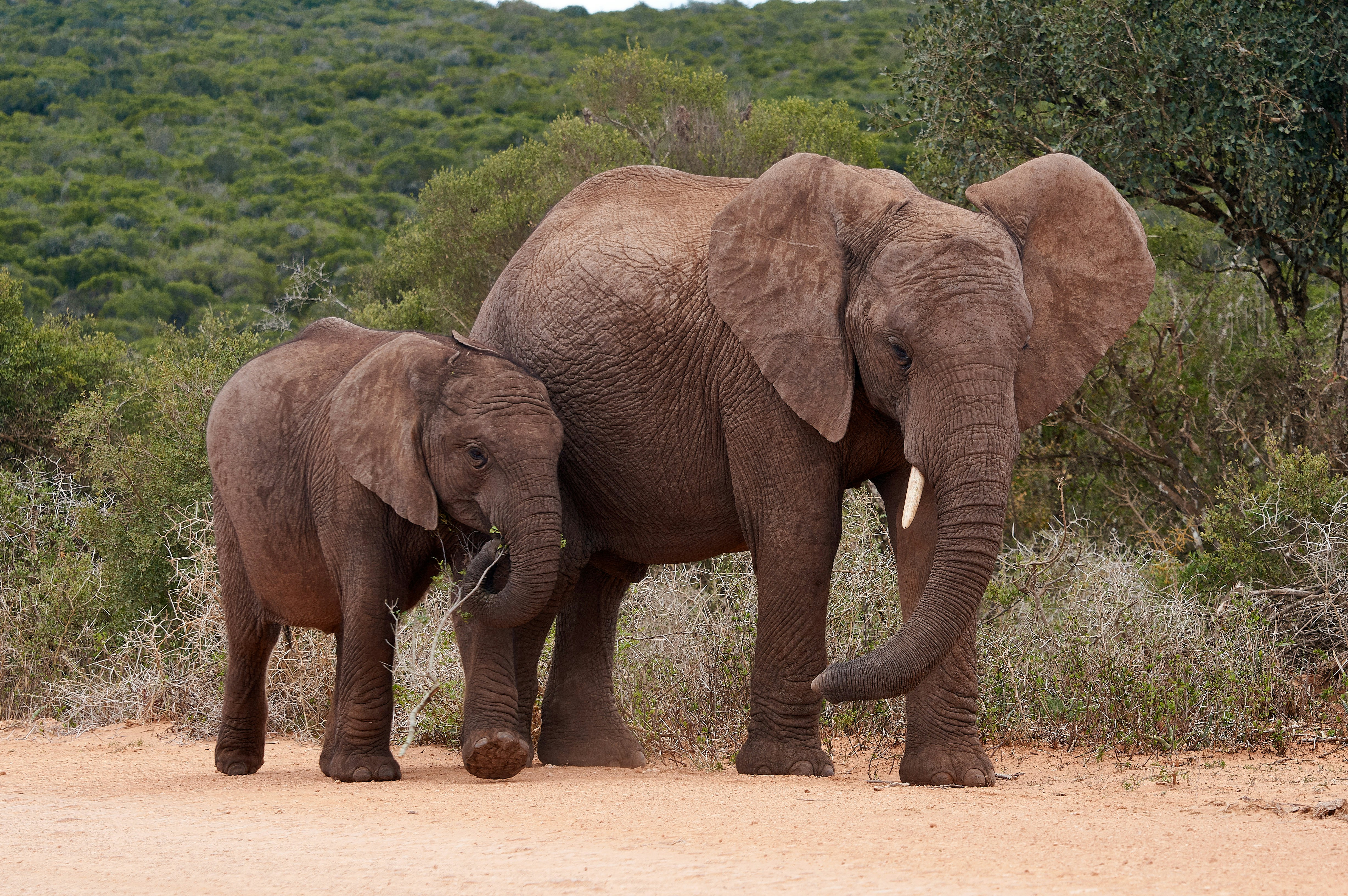 Photo by wolfgang_hasselmann