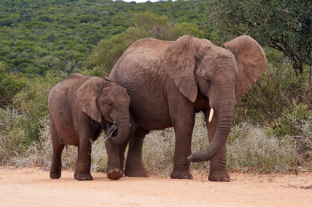 a couple of elephants standing on top of a dirt road