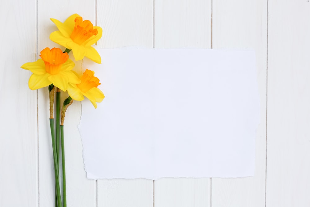 a bunch of yellow daffodils sitting on top of a piece of paper