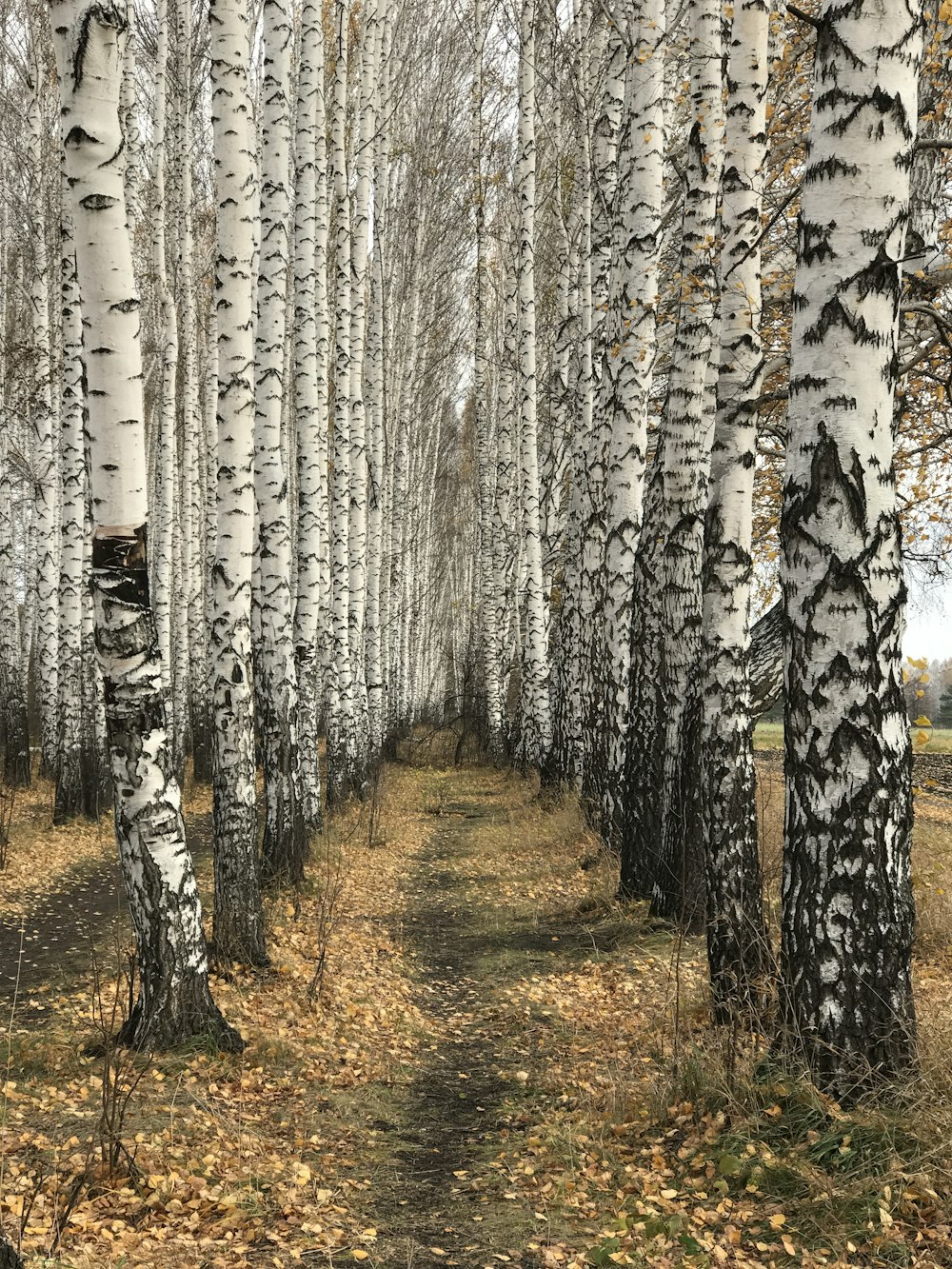 a path through a grove of white birch trees