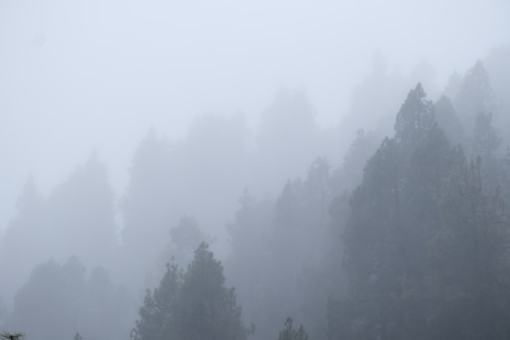 a foggy forest filled with lots of trees