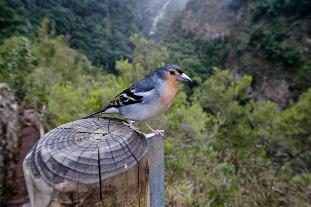 a bird is perched on a wooden post