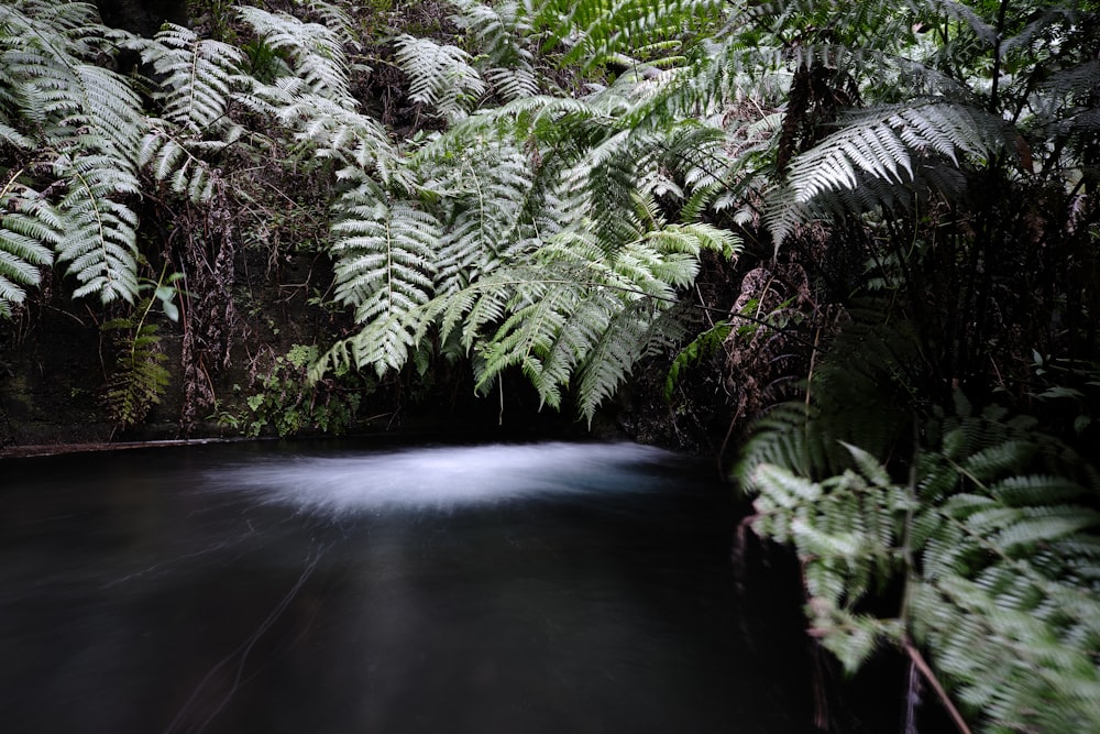 a stream running through a lush green forest