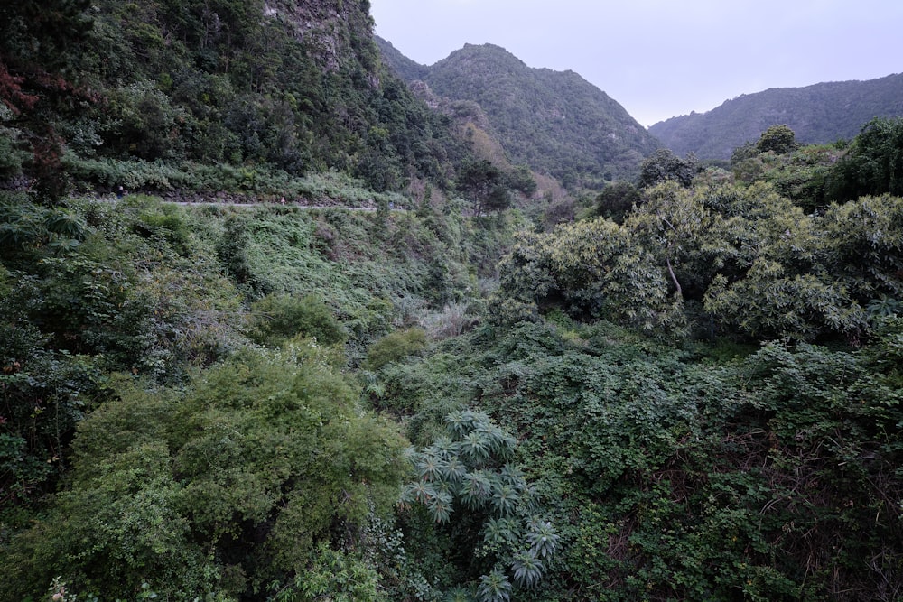 a view of a lush green forest with mountains in the background