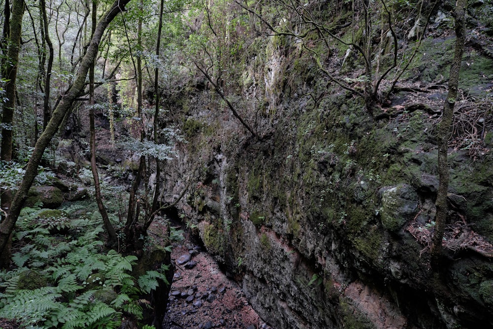 a rocky area with trees and plants growing on it