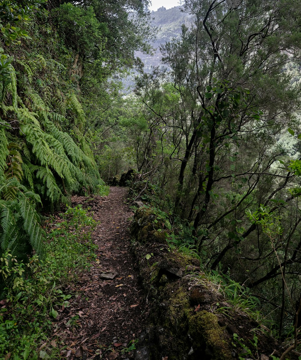 a dirt path in the middle of a forest