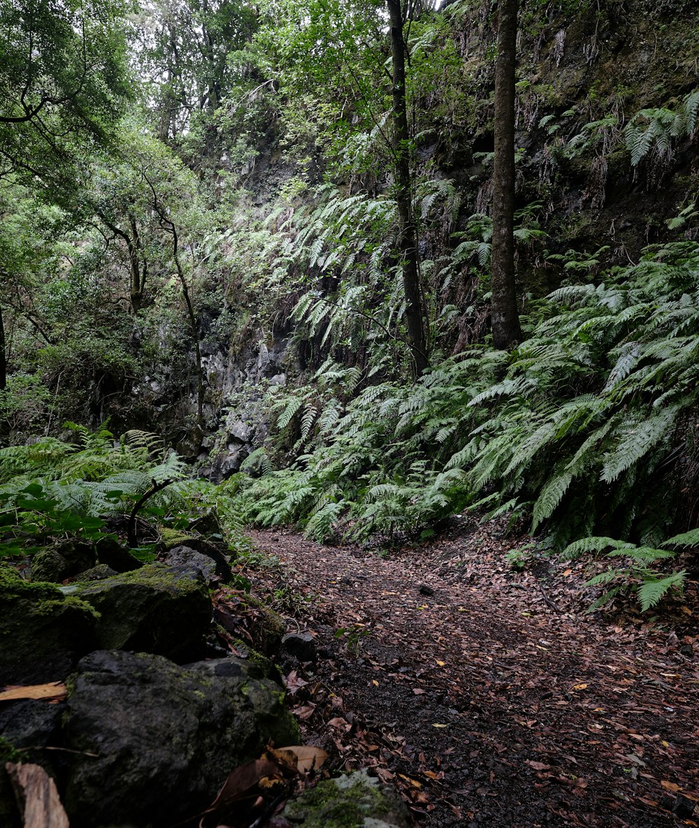 a path in the middle of a lush green forest