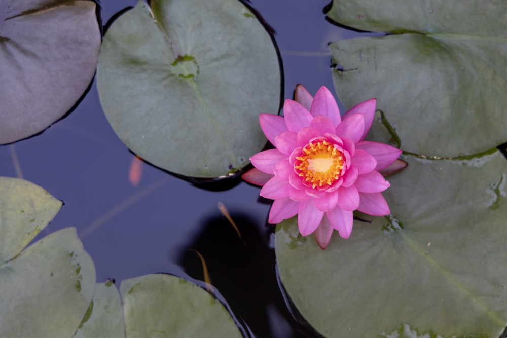 a pink water lily floating on top of a pond