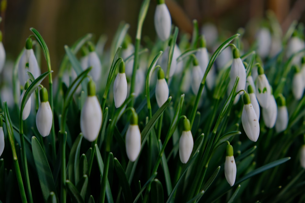 a bunch of white flowers that are in the grass