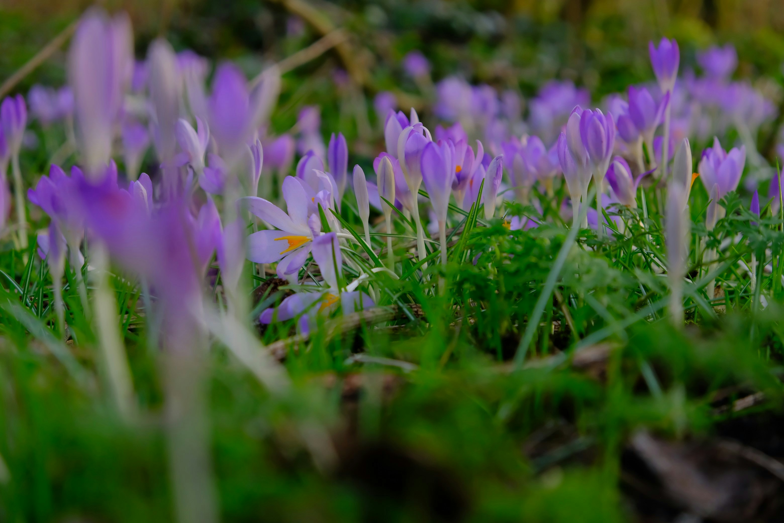 eine Gruppe violetter Blumen, die auf einem üppig grünen Feld sitzen