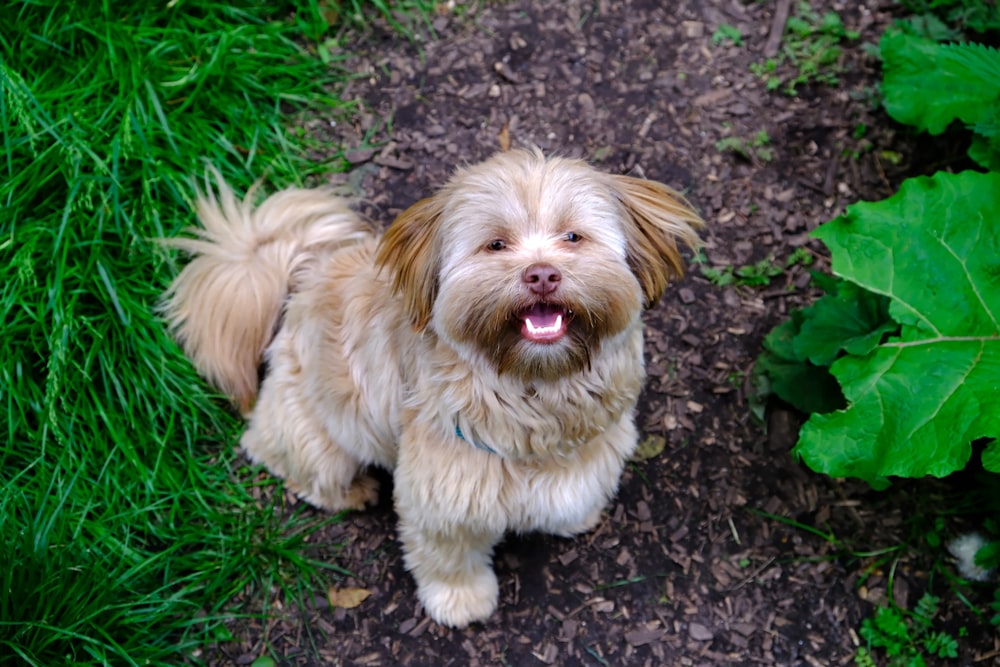 a small brown and white dog sitting in the grass