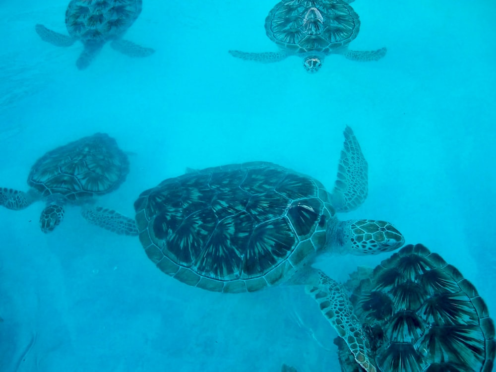 a group of sea turtles swimming in the ocean