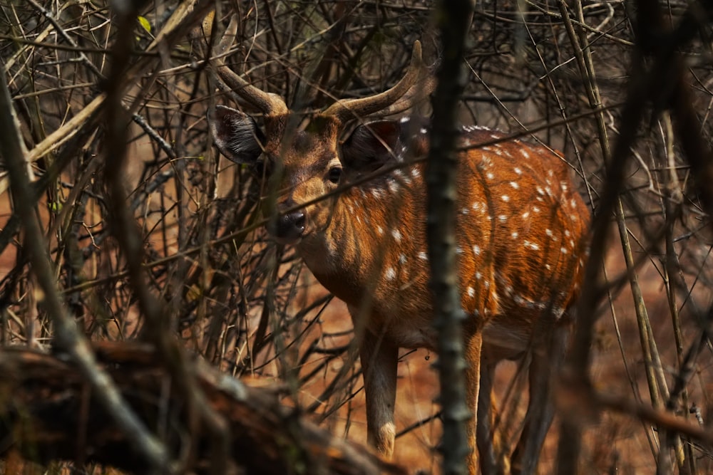 a deer standing in the woods looking at the camera