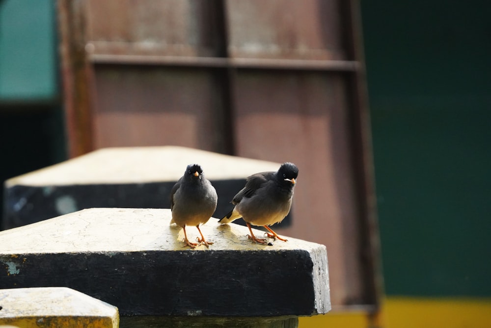 a couple of birds that are standing on a ledge