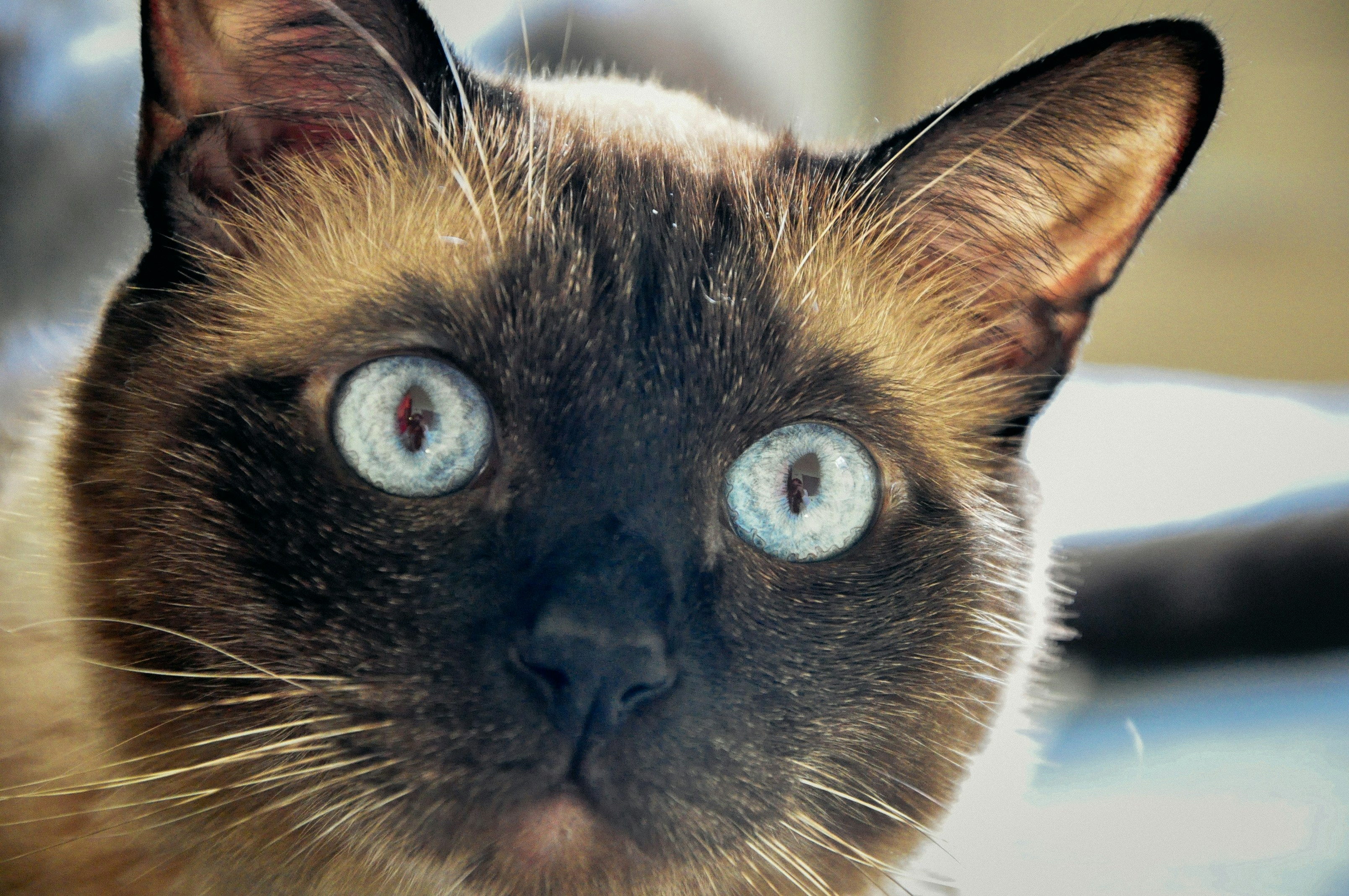 a close up of a cat with blue eyes