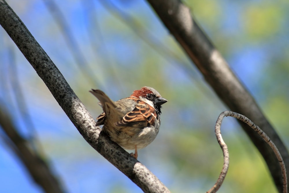 a small bird perched on a tree branch