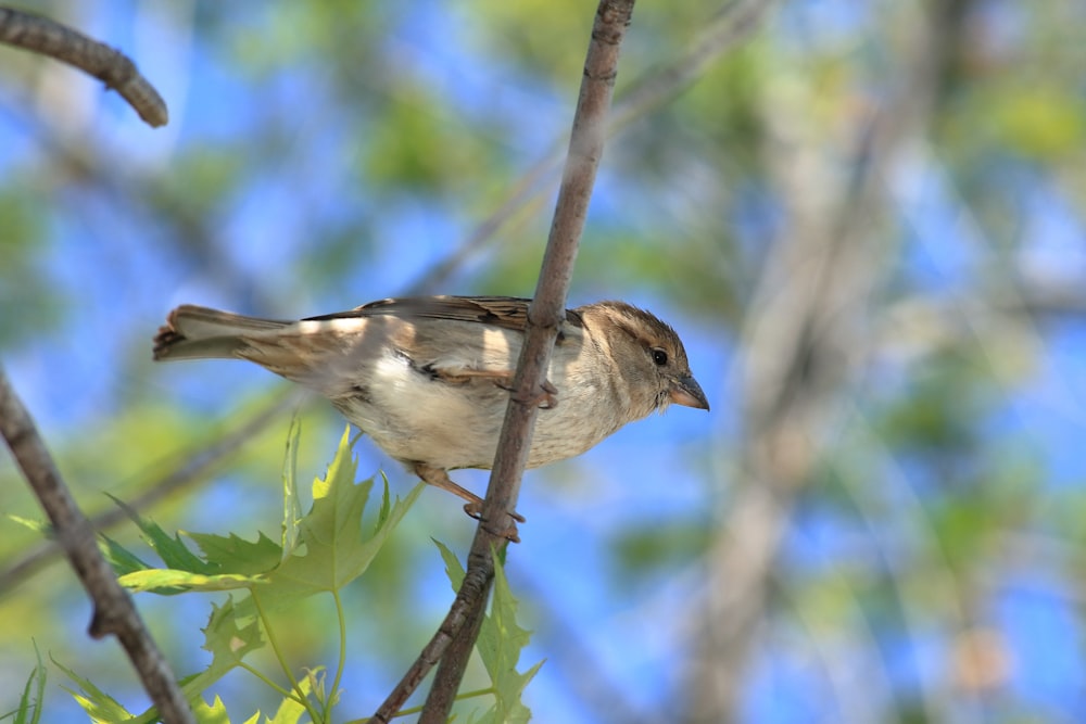 a small bird perched on a branch of a tree