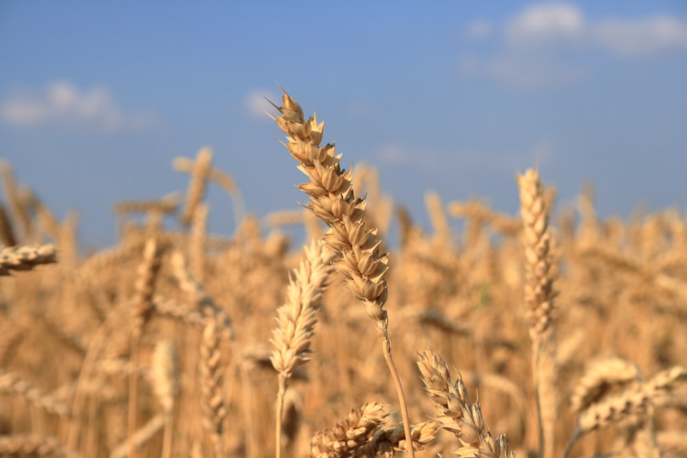 un campo de trigo con un cielo azul al fondo