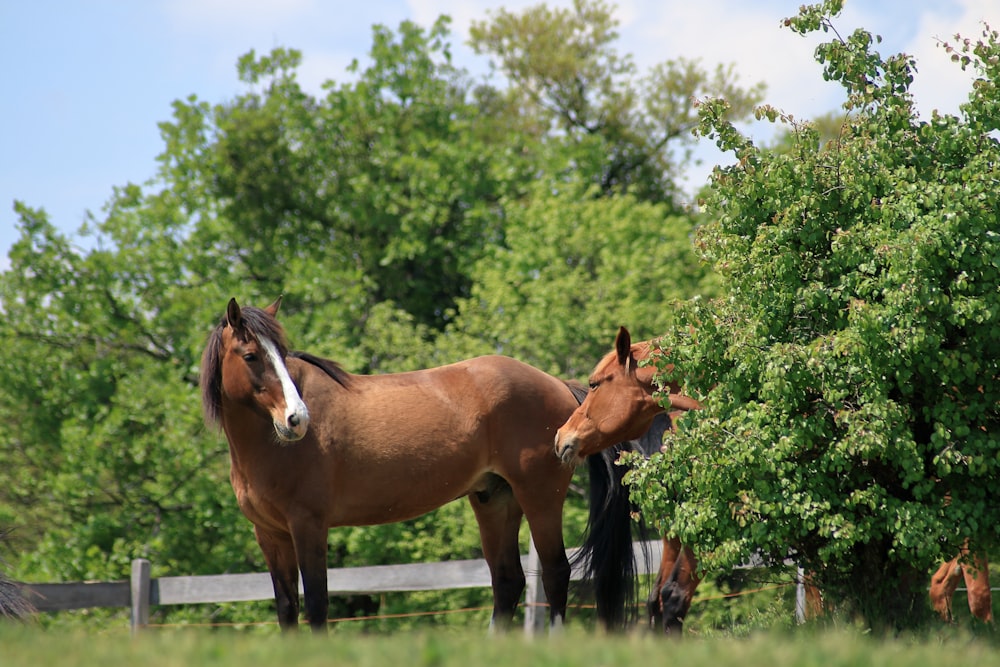 a couple of brown horses standing next to each other