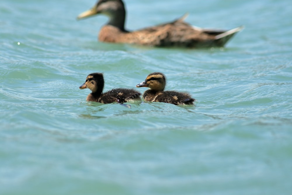 a couple of ducks floating on top of a body of water