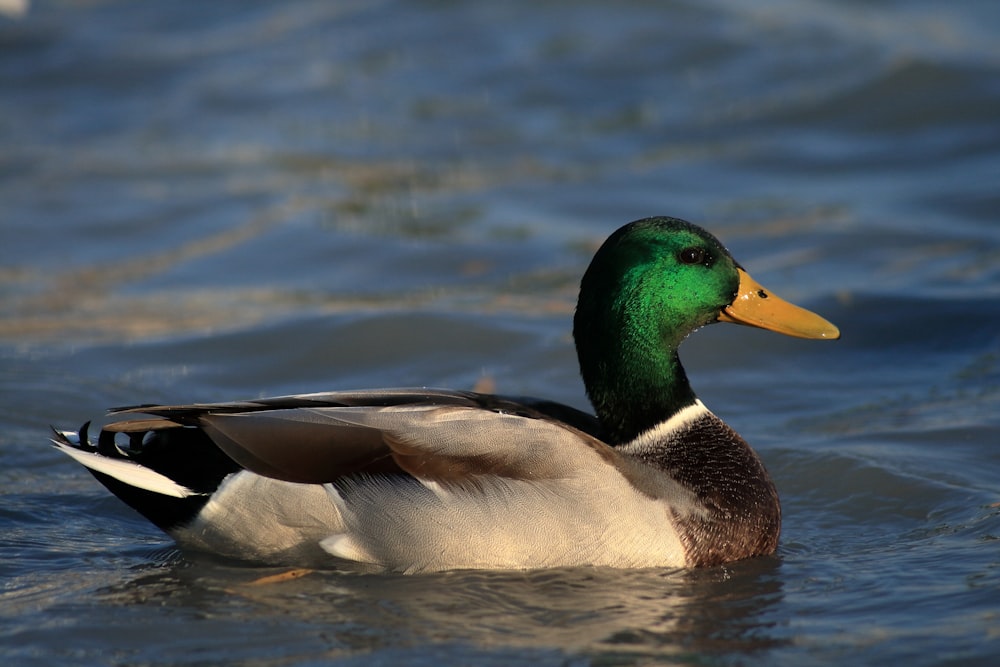 a duck floating on top of a body of water