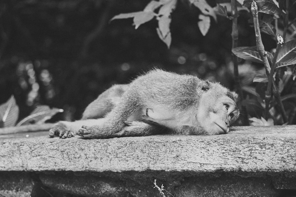 a monkey is laying on a stone ledge