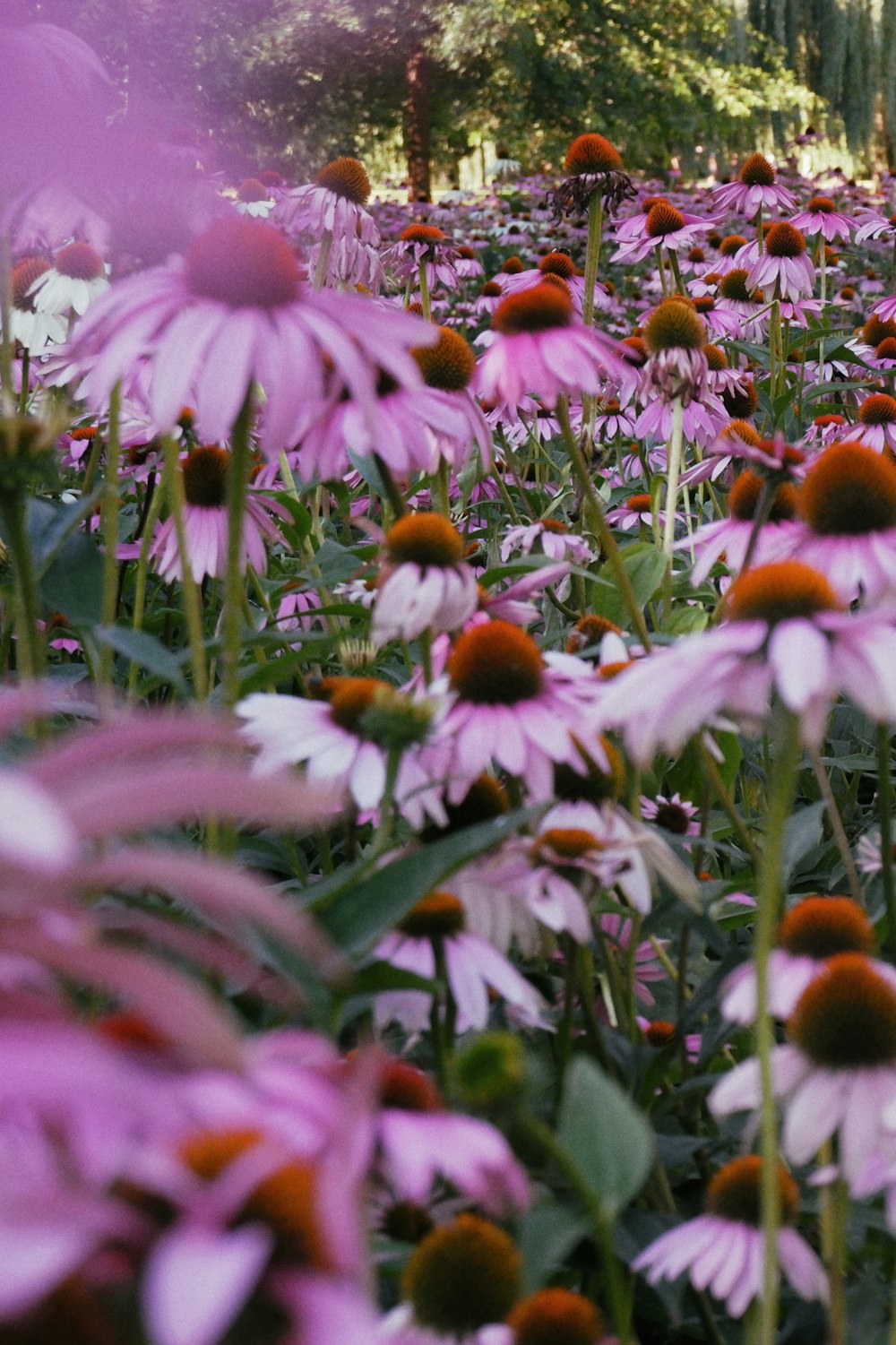 a field of purple and white flowers with trees in the background