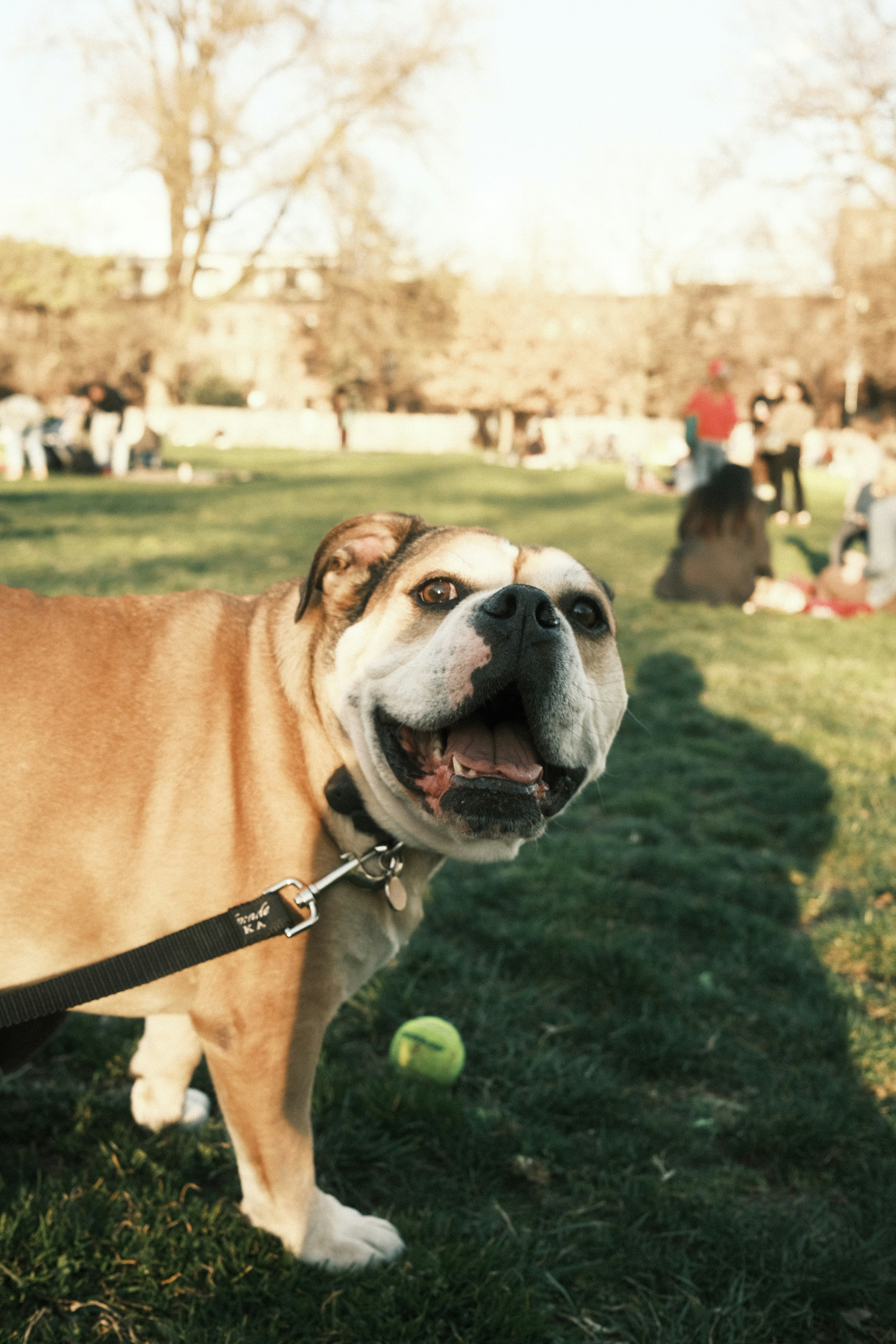 a brown and white dog standing on top of a lush green field