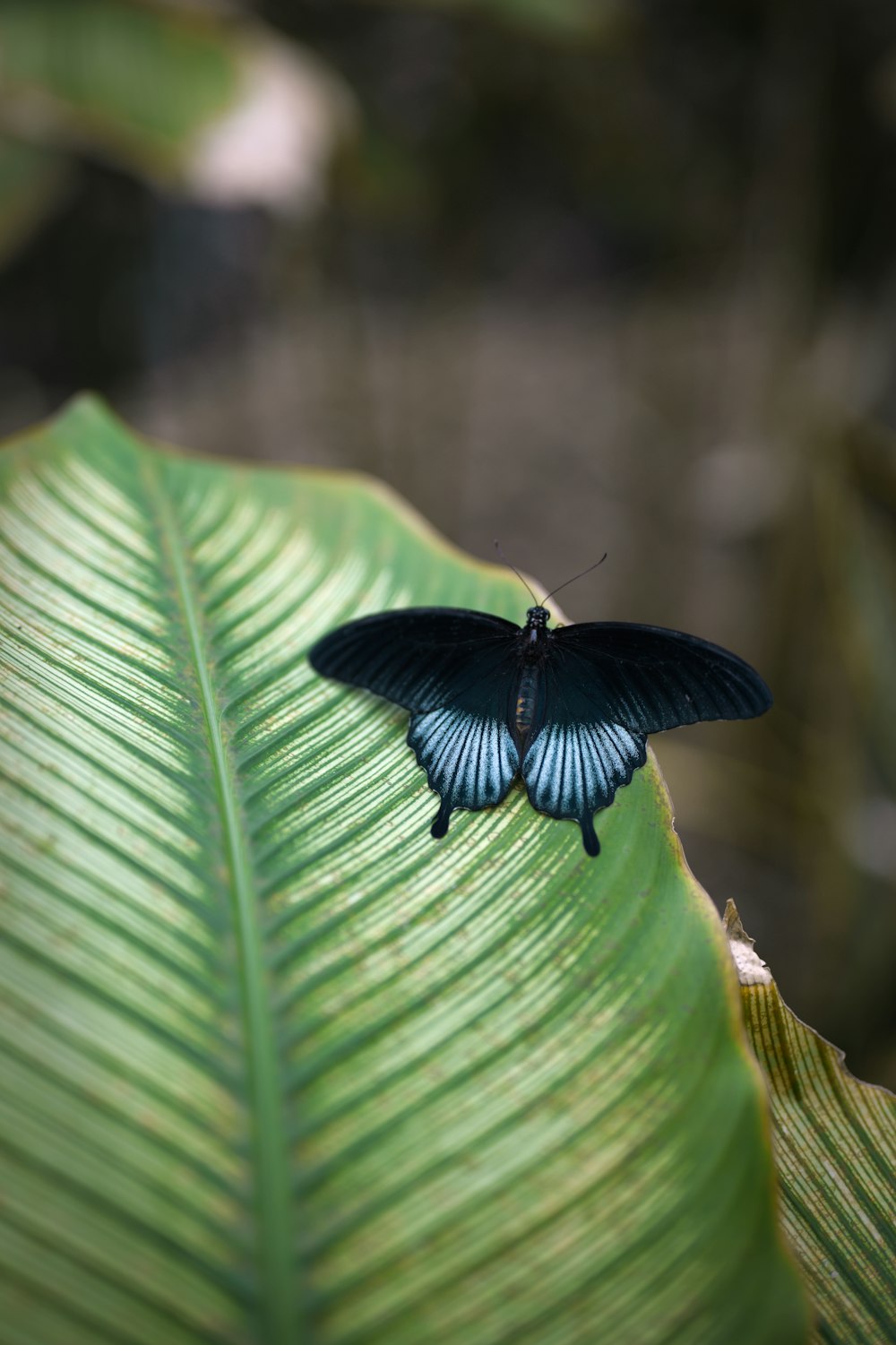 a blue and black butterfly sitting on a green leaf