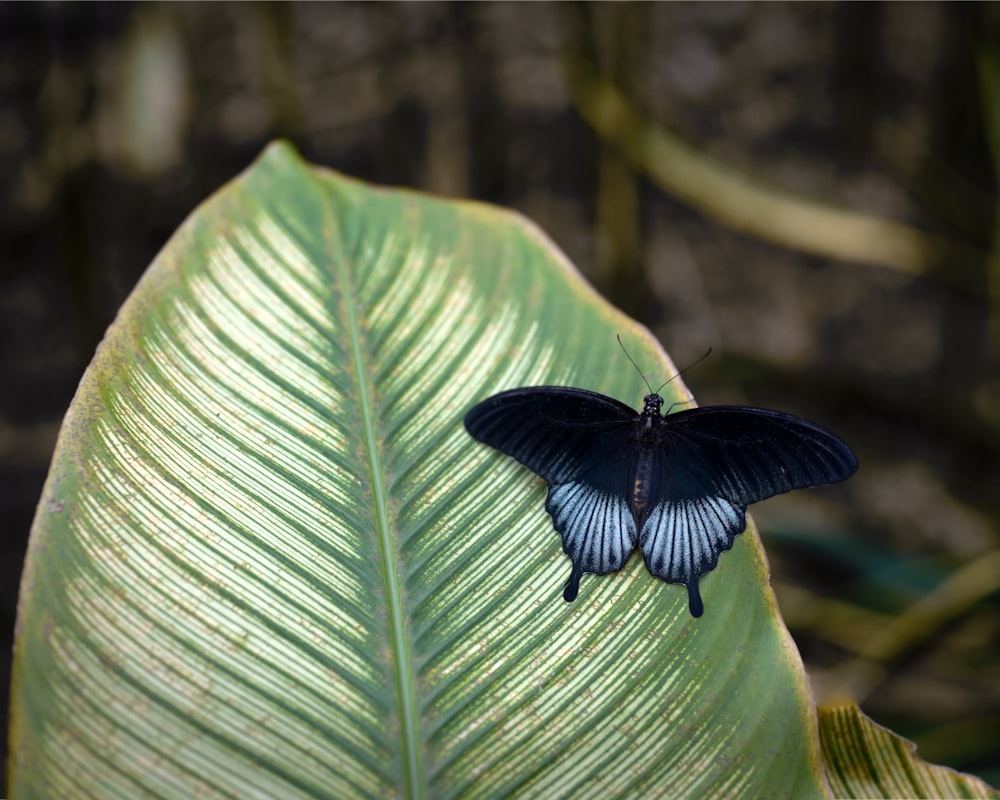 a black and blue butterfly sitting on a green leaf