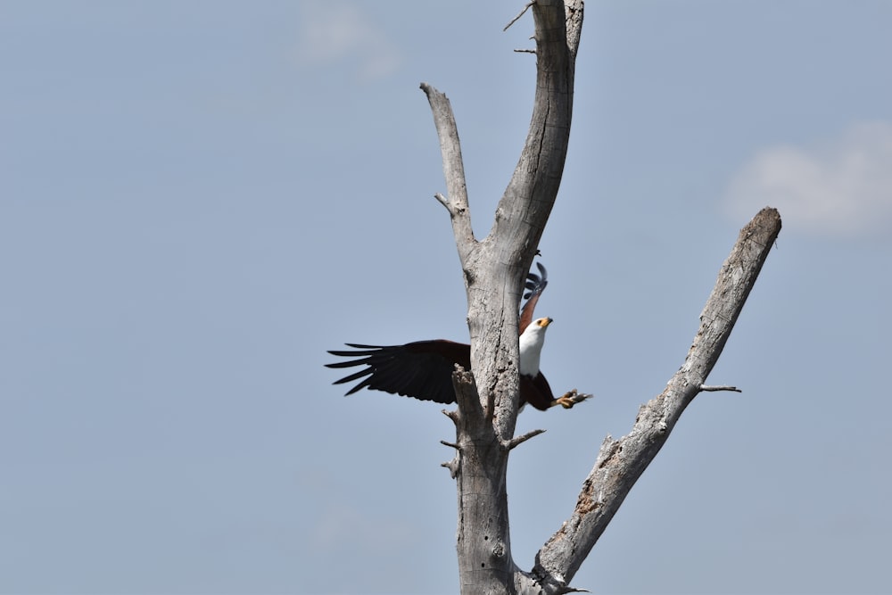 a large bird perched on top of a dead tree