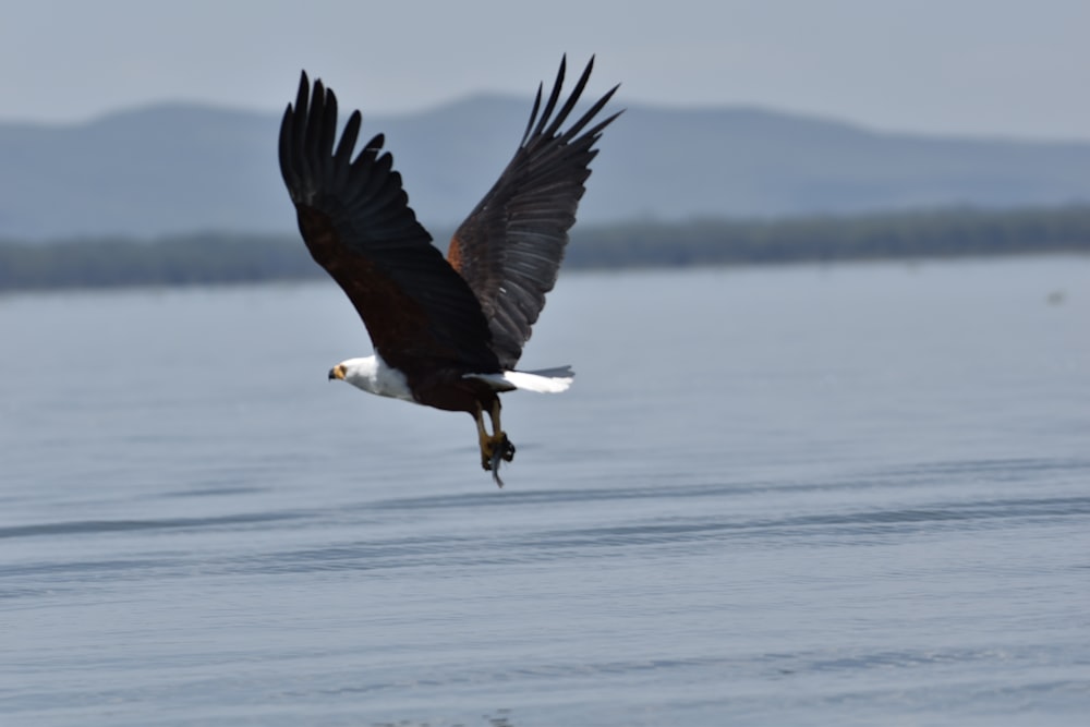 a large bird flying over a body of water