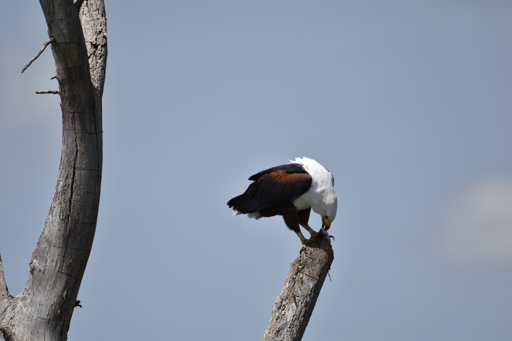 a bald eagle perched on top of a tree branch