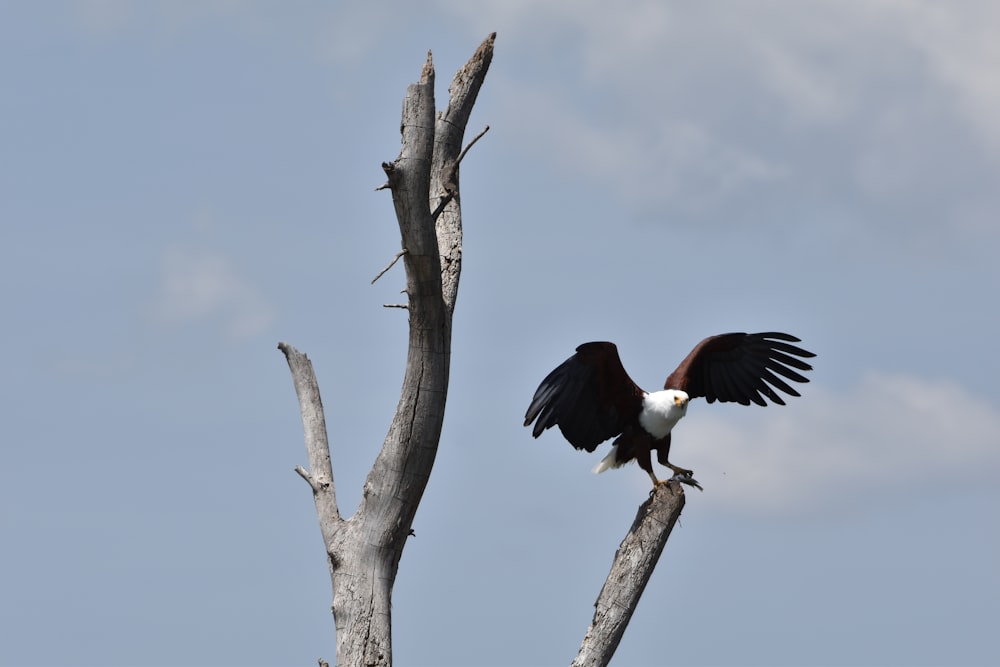 a large bird perched on top of a dead tree