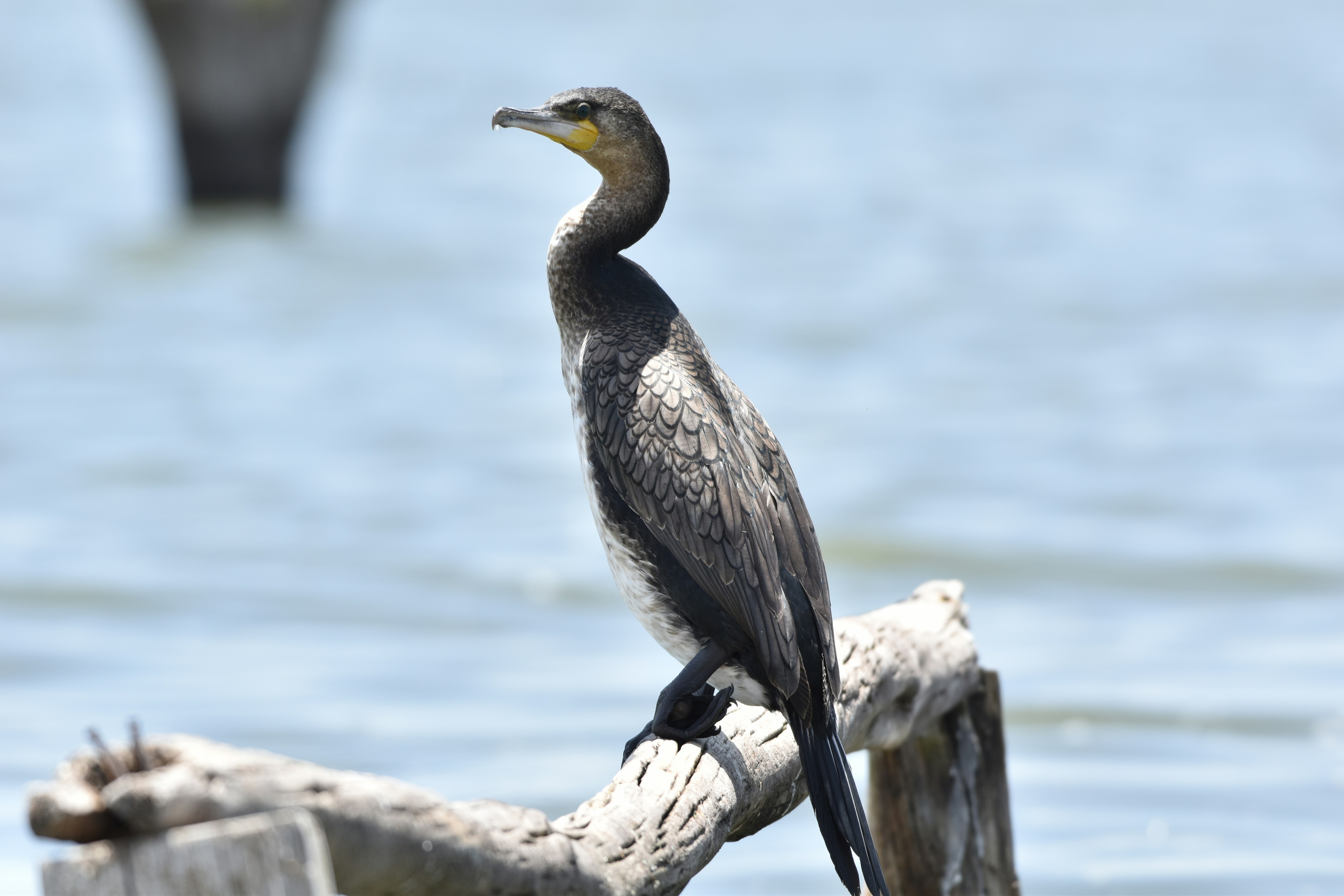 Photo by julius_ngigi