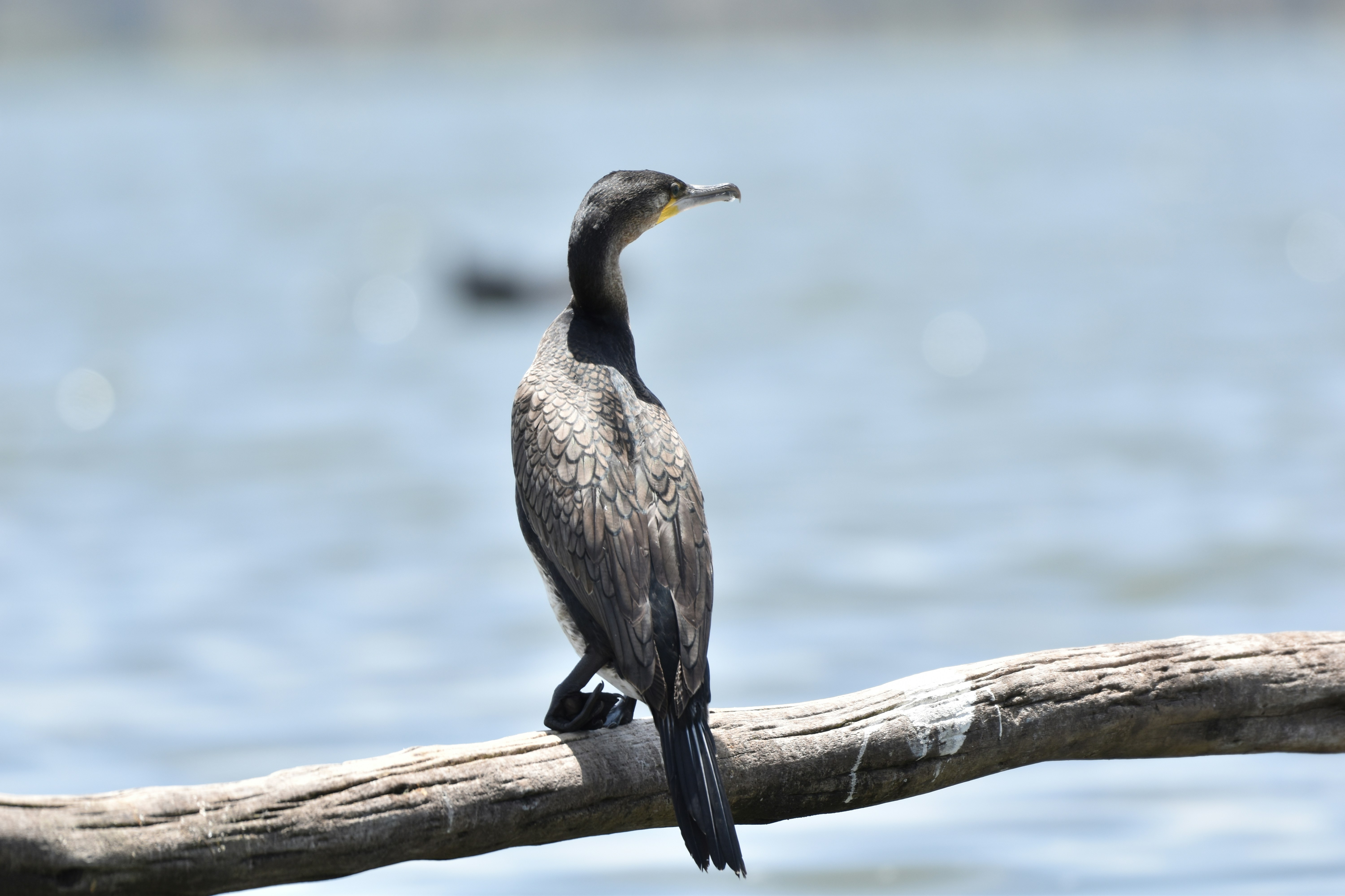 Photo by julius_ngigi