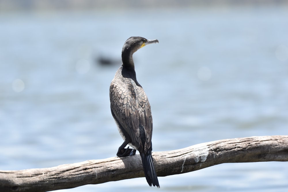 a bird is sitting on a branch by the water