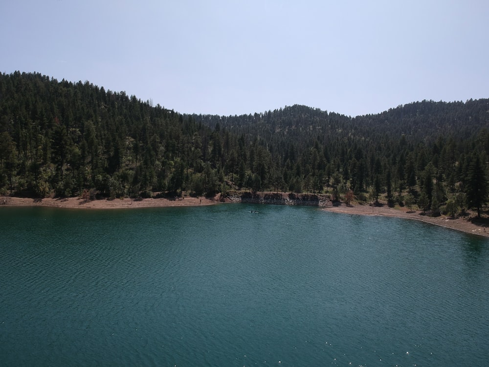 a large body of water surrounded by a forest